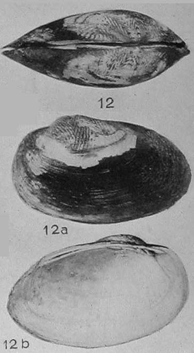 specimen image from publication