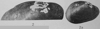 specimen image from publication
