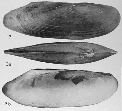 specimen image from publication