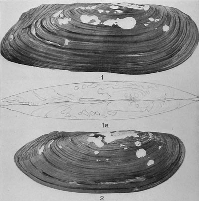 specimen image from publication