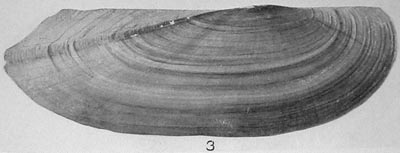 specimen image from publication