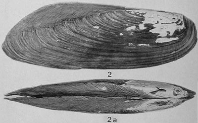 specimen image from publication