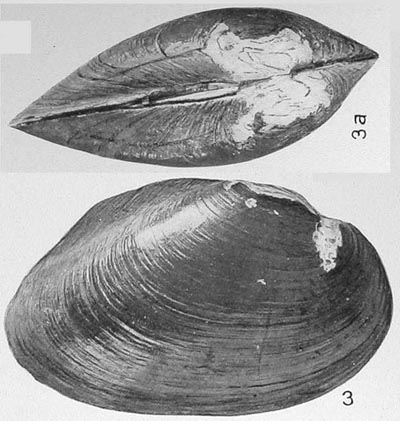 specimen image from publication