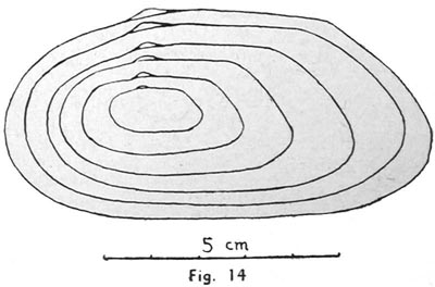 specimen image from publication