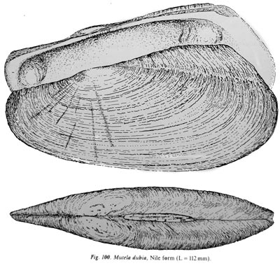 specimen image from publication