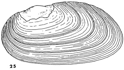 specimen image from publication