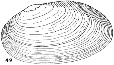 specimen image from publication