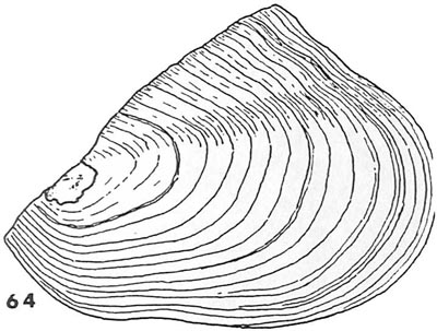 specimen image from publication