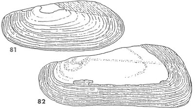 specimen image from publication