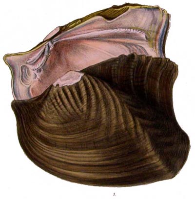 specimen image from publication