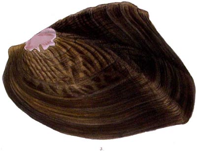 specimen image from publication