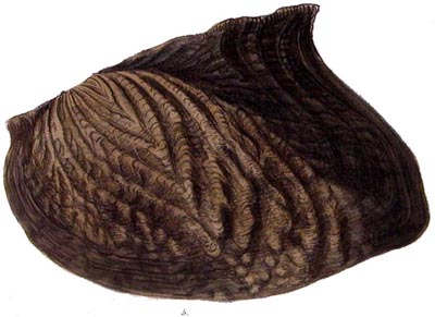 specimen image from publication