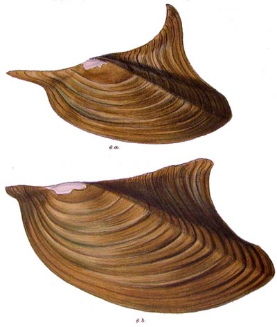 specimen image from publication