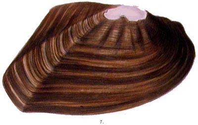 specimen image from publication