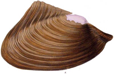 specimen image from publication