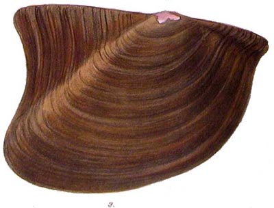 specimen image from publication