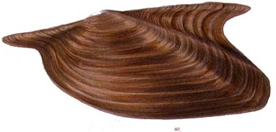 specimen image from publication