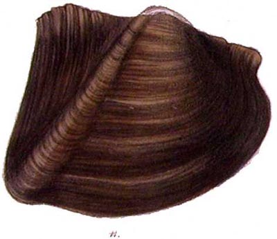 specimen image from publication