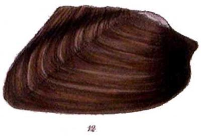 specimen image from publication