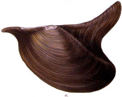 specimen image from publication