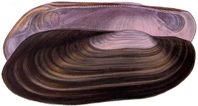 specimen image from publication