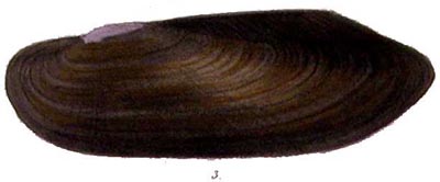 specimen image from publication