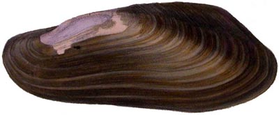 specimen image from publication