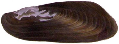 specimen image from publication