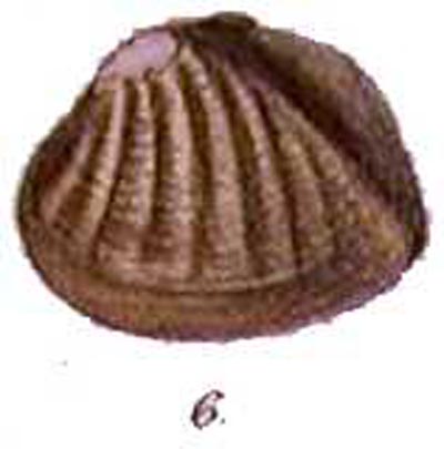 specimen image from publication
