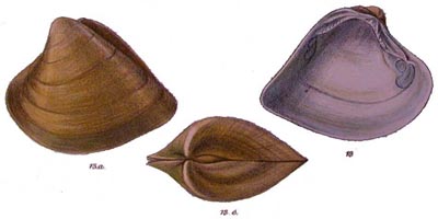 specimen image from publication