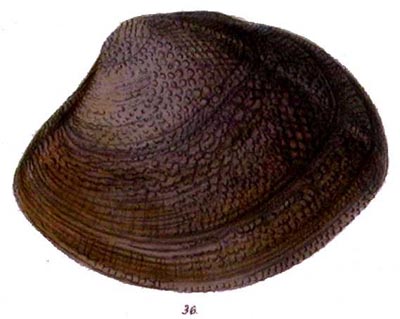 specimen image from publication