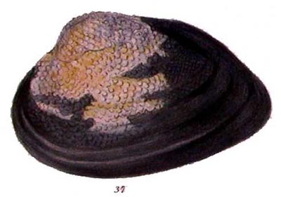 specimen image from publication