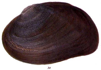 specimen image from publication