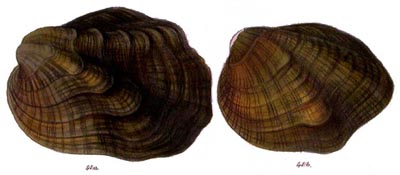 specimen image from publication