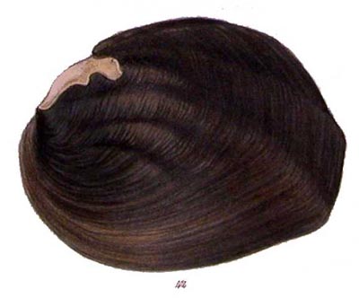specimen image from publication