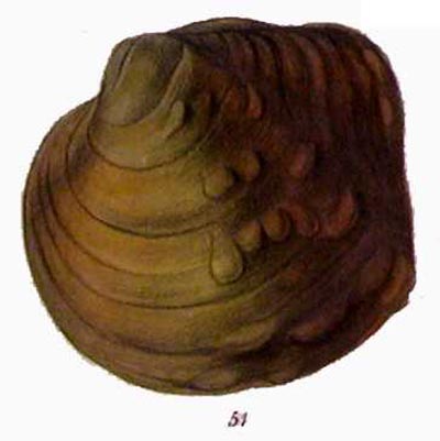 specimen image from publication