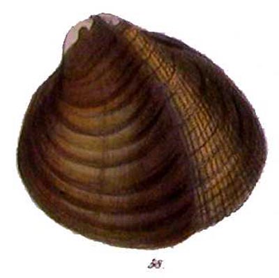 specimen image from publication
