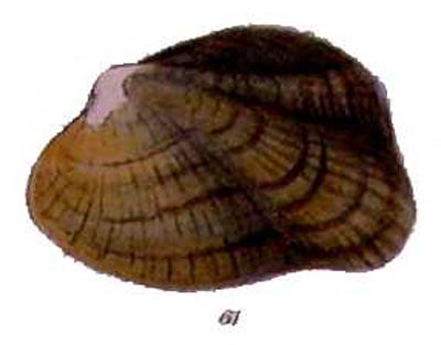 specimen image from publication
