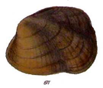 specimen image from publication