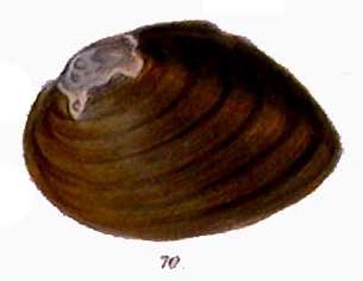 specimen image from publication