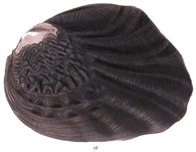 specimen image from publication