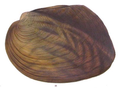 specimen image from publication