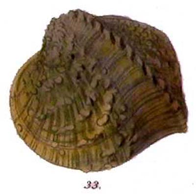 specimen image from publication