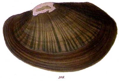 specimen image from publication