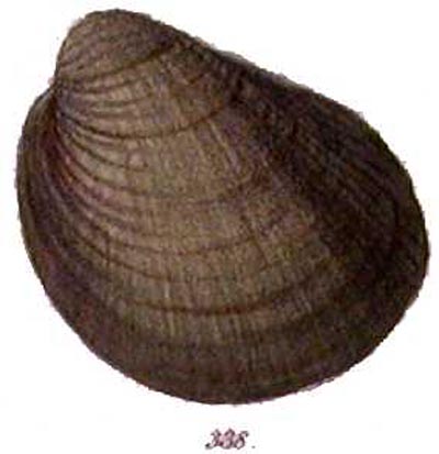 specimen image from publication