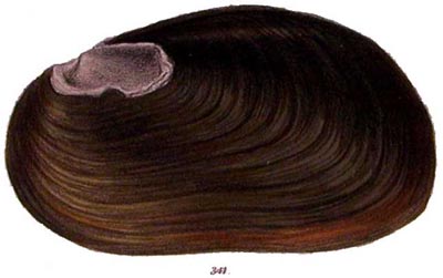 specimen image from publication