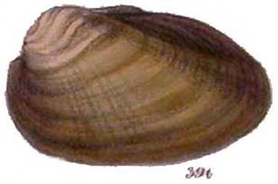 specimen image from publication