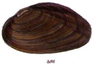 specimen image from publication