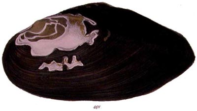 specimen image from publication