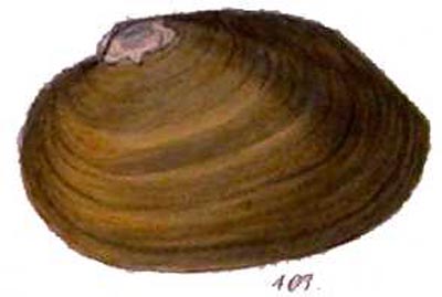 specimen image from publication
